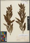 Foto von Salix triandra subsp. amygdalina (L.) Schübl. & G. Martens